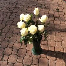 11. Rózsa, I. osztályú, nagyfejű, friss, 60 cm