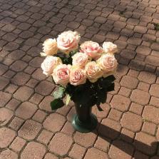 12. Rózsa, I. osztályú, nagyfejű , friss, 60 cm